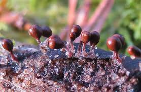 Attēlu rezultāti vaicājumam “Trichia longipalpis sessile”