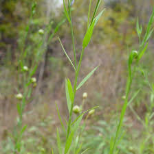 Attēlu rezultāti vaicājumam “Linum usitatissimum flower”