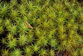 Attēlu rezultāti vaicājumam “Polytrichastrum longisetum”