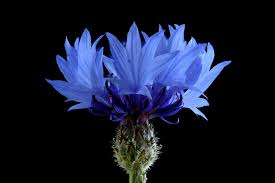 Image result for Centaurea cyanus