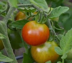 Afbeeldingsresultaat voor brandywine cherry tomato