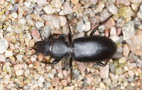 Attēlu rezultāti vaicājumam “Broscus cephalotes”