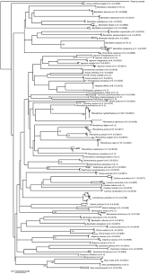 Attēlu rezultāti vaicājumam “Bembidion litorale”