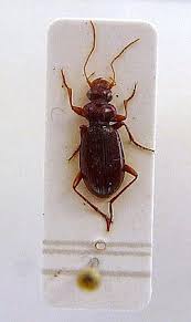 Attēlu rezultāti vaicājumam “Leistus ferrugineus”