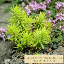 Attēlu rezultāti vaicājumam “Sedum rupestre”