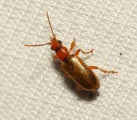 Attēlu rezultāti vaicājumam “Orsodacne cerasi”