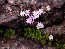 Attēlu rezultāti vaicājumam “Primula farinosa fruit”