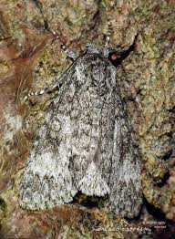 Attēlu rezultāti vaicājumam “Acronicta megacephala larva”