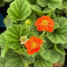 Attēlu rezultāti vaicājumam “Geum x intermedium”