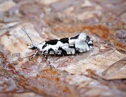 Attēlu rezultāti vaicājumam “Ypsolopha sequella”