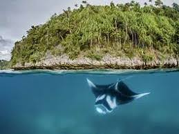 Image result for DeeperBlue.net Tribe (South London)