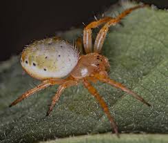 Attēlu rezultāti vaicājumam “Araniella”