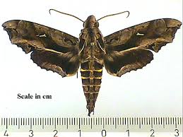 Attēlu rezultāti vaicājumam “Hemerobius perelegans”