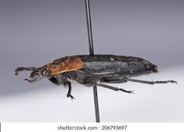 Attēlu rezultāti vaicājumam “Oiceoptoma thoracicum”