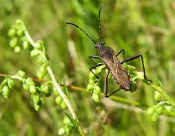 Attēlu rezultāti vaicājumam “Thecabius affinis imago”