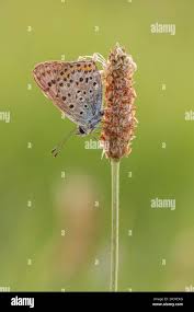 Attēlu rezultāti vaicājumam “Lycaena tityrus male”