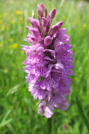 Attēlu rezultāti vaicājumam “Dactylorhiza fuchsii bud”