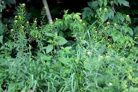 Attēlu rezultāti vaicājumam “Erysimum cheiranthoides fruit”
