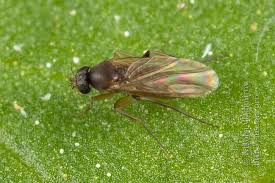 Attēlu rezultāti vaicājumam “Phoridae”