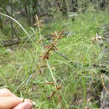 Attēlu rezultāti vaicājumam “Cyperaceae”