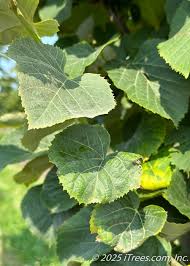 Attēlu rezultāti vaicājumam “Tilia tomentosa leaf”