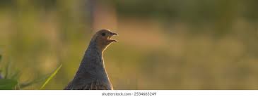 Attēlu rezultāti vaicājumam “Perdix perdix adult”