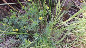 Attēlu rezultāti vaicājumam “Potentilla erecta bud”