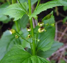 Attēlu rezultāti vaicājumam “Scrophularia nodosa leaf”
