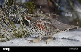 Attēlu rezultāti vaicājumam “Tetrastes bonasia female”