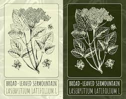 Attēlu rezultāti vaicājumam “Laserpitium latifolium flower”