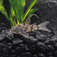 Image result for fish corydoras