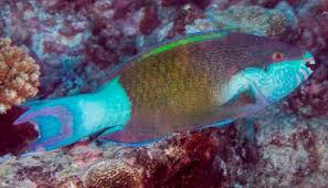 Image result for Scarus ferrugineus