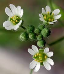 Attēlu rezultāti vaicājumam “Erophila verna fruit”