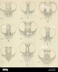 Attēlu rezultāti vaicājumam “Choerades sp.”