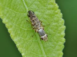 Attēlu rezultāti vaicājumam “Tetanops myopina”