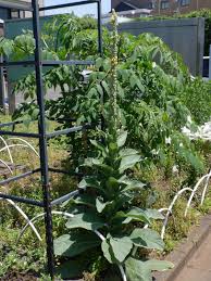 Attēlu rezultāti vaicājumam “Verbascum thapsus fruit”