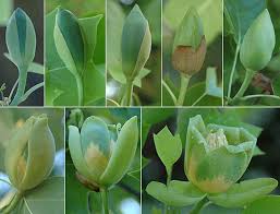 Attēlu rezultāti vaicājumam “Liriodendron tulipifera bud”