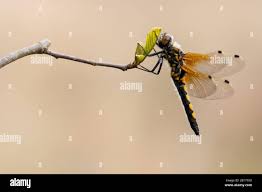 Attēlu rezultāti vaicājumam “Leucorrhinia rubicunda male”