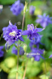 Attēlu rezultāti vaicājumam “Aquilegia vulgaris leaf”
