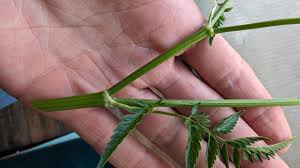Attēlu rezultāti vaicājumam “Anthriscus sylvestris fruit”