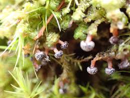 Attēlu rezultāti vaicājumam “Diderma tigrinum macro”