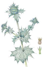 Attēlu rezultāti vaicājumam “Eryngium maritimum”