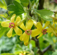 Attēlu rezultāti vaicājumam “Ribes nigrum flower”