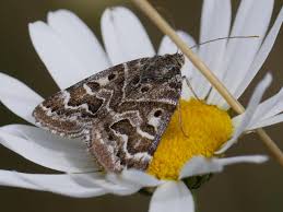 Attēlu rezultāti vaicājumam “Callistege mi”