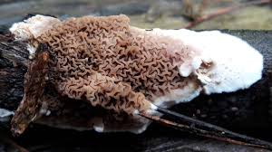 Attēlu rezultāti vaicājumam “Leucogyrophana sororia”