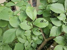 Attēlu rezultāti vaicājumam “Lycogala asperum sessile”