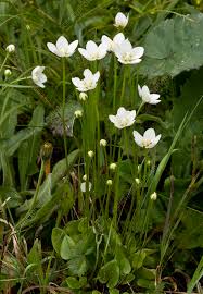 Attēlu rezultāti vaicājumam “Parnassia palustris flower”