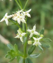 Attēlu rezultāti vaicājumam “Galium album flower”