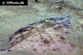 Image result for Rostroraja alba