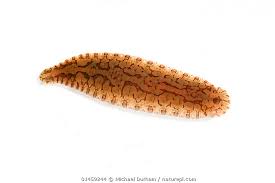 Attēlu rezultāti vaicājumam “Hirudinea”